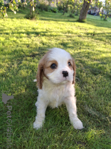 Photos supplémentaires: Chiots Cavalier King Charles Spaniel idéaux.
