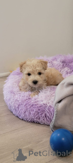 Photo №1. maltipu - à vendre en ville de Hambourg | 900€ | Annonce №150147