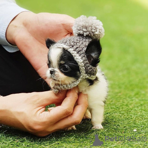 Photo №4. Je vais vendre chihuahua en ville de Bad Vöslau. éleveur - prix - 823€