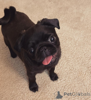 Photo №3. Chiots carrés. Suisse