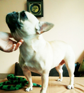 Photo №3. Bulldog français. Ukraine