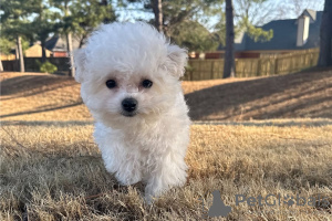 Photo №3. Des chiots Bichon Frise dotés de personnalités exceptionnelles sont prêts à. USA