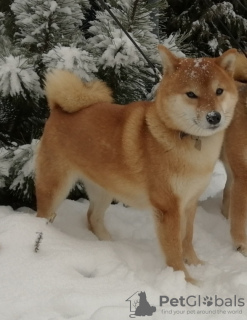 Photo №3. Les chiots Shiba Inu du chenil Yukashi recherchent les meilleurs propriétaires. Fédération de Russie