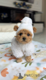 Photo №2 de l'annonce № 164613 de la vente bichon maltais - acheter à Allemagne éleveur