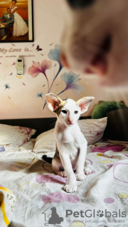 Photo №4. Je vais vendre oriental shorthair en ville de Haifa. de la fourrière - prix - négocié