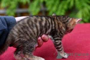 Photo №1. toyger - à vendre en ville de Bátonyterenye | 350€ | Annonce № 123044