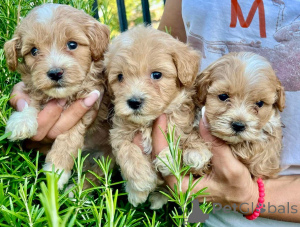 Photo №2 de l'annonce № 155638 de la vente maltipu - acheter à Allemagne éleveur