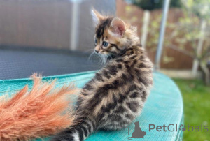 Photo №3. Magnifiques chatons Bengal de race. Allemagne