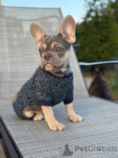 Photo №2 de l'annonce № 152121 de la vente bouledogue - acheter à Allemagne annonce privée