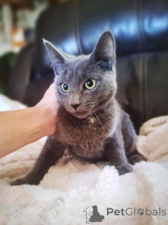 Photo №1. korat - à vendre en ville de Tracer | 350€ | Annonce № 178584