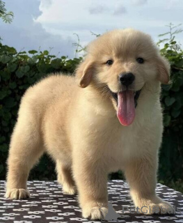 Photo №1. golden retriever - à vendre en ville de Madrid | négocié | Annonce №169910