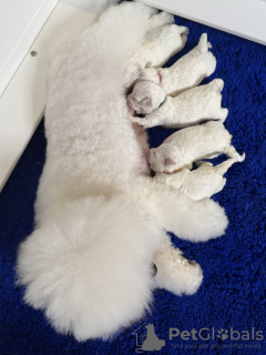 Photo №2 de l'annonce № 133132 de la vente bichon à poil frisé - acheter à Allemagne annonce privée