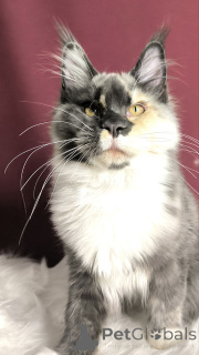 Photo №4. Je vais vendre maine coon en ville de Achatveld. éleveur - prix - négocié