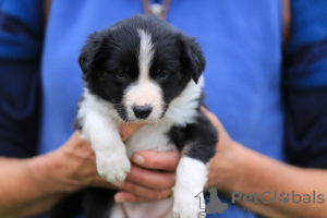 Photo №3. Adorables chiots Border Collie à adopter gratuitement. Allemagne