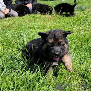 Photo №2 de l'annonce № 123166 de la vente berger allemand - acheter à Allemagne éleveur