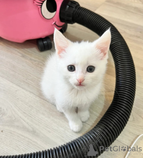 Photo №1. angora turc - à vendre en ville de Quedlinburg | 350€ | Annonce № 177611