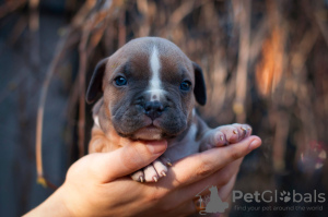 Photo №3. Chiots American Staffordshire Terrier. Ukraine