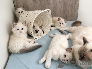 Photo №1. ragdoll - à vendre en ville de Anvers | négocié | Annonce № 174446