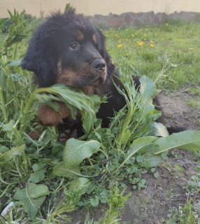 Photo №2 de l'annonce № 10946 de la vente dogue du tibet - acheter à Biélorussie annonce privée