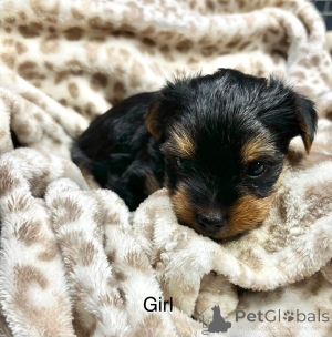 Photo №1. biewer yorkshire terrier - à vendre en ville de Chicago | 872€ | Annonce №176367