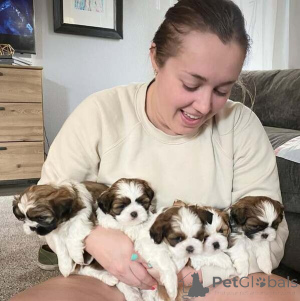 Photo №1. shih tzu - à vendre en ville de Ludwigsburg | 450€ | Annonce №149700