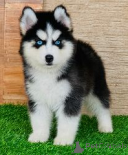 Photo №1. husky de sibérie - à vendre en ville de Huldenberg | Gratuit | Annonce №167816