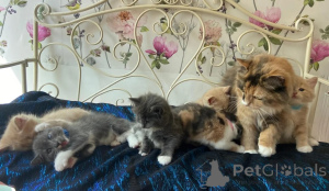 Photo №1. chat des forêts norvégiennes - à vendre en ville de Joachimsthal | 350€ | Annonce № 173920