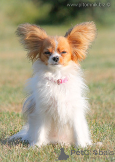 Photos supplémentaires: Papillon, chienne de race