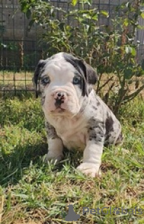 Photo №3. Chiots American Bully à adopter. La finlande