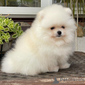 Photo №4. Je vais vendre spitz nain en ville de Bonn. annonce privée - prix - 265€