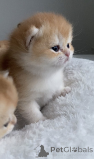 Photo №2 de l'annonce № 161233 de la vente british shorthair - acheter à République Tchèque de la fourrière, éleveur