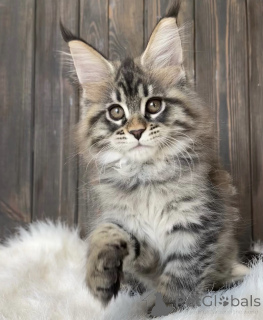 Photo №2 de l'annonce № 161778 de la vente maine coon - acheter à USA éleveur
