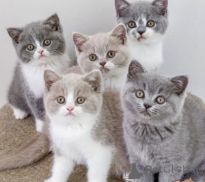 Photo №1. british shorthair - à vendre en ville de Linz | négocié | Annonce № 159125