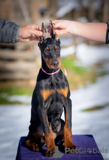 Photo №2 de l'annonce № 127943 de la vente dobermann - acheter à Serbie 