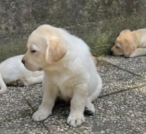 Photo №2 de l'annonce № 163503 de la vente labrador retriever - acheter à La Grande-Bretagne annonce privée