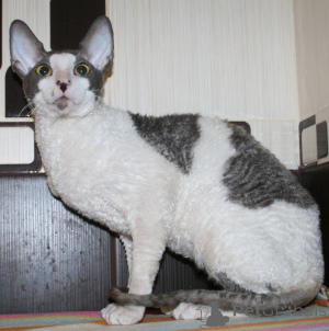 Photo №3. Chatons aventureux Cornish Rex. Monténégro