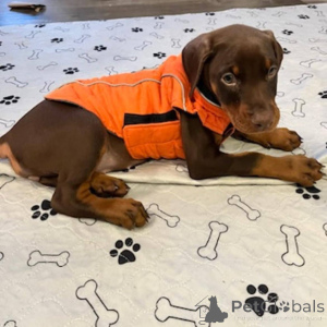 Photo №1. dobermann - à vendre en ville de Aalborg | 700€ | Annonce №173390