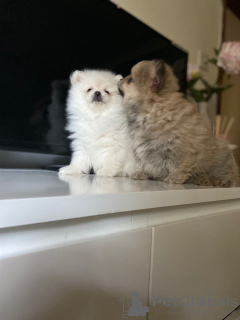 Photos supplémentaires: Chiots de chien de Poméranie champions prêts à la vente