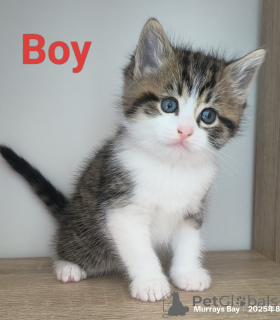 Photo №2 de l'annonce № 151105 de la vente scottish fold - acheter à Nouvelle zélande éleveur