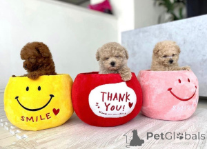 Photo №1. caniche (jouet) - à vendre en ville de Helsinki | 550€ | Annonce №159351