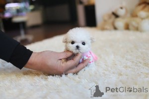 Photo №1. bichon maltais - à vendre en ville de Frydek-Místek | 300€ | Annonce №174648