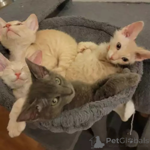 Photo №2 de l'annonce № 167274 de la vente donskoy - acheter à Allemagne annonce privée