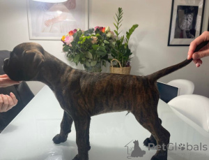 Photo №2 de l'annonce № 137195 de la vente chien bâtard - acheter à L'Autriche éleveur