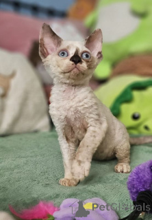 Photo №1. devon rex - à vendre en ville de Berlin | 250€ | Annonce № 167364