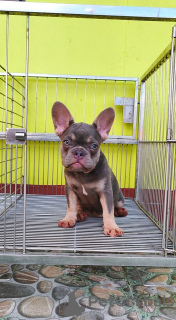 Photo №3. CHIOTS BOULEDOGUE FRANÇAIS À VENDRE PHILIPPINES 09457024296. Les philippines