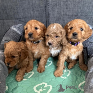 Photo №2 de l'annonce № 149697 de la vente chien bâtard - acheter à Allemagne annonce privée