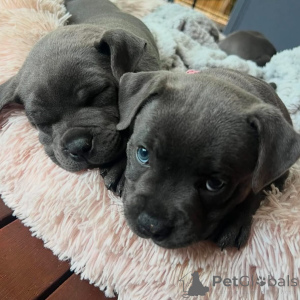Photo №1. staffordshire bull terrier - à vendre en ville de Bon | négocié | Annonce №163891
