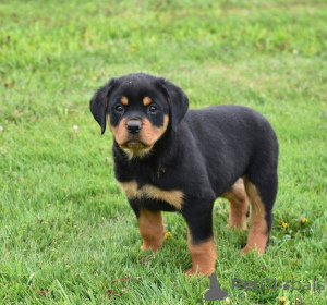 Photo №1.  - à vendre en ville de Aizlingen | 484€ | Annonce №161157