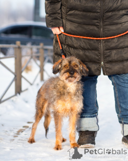 Photo №3. Chien d'apparence rare à la recherche d'un foyer. Fédération de Russie