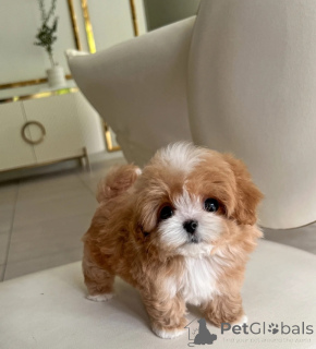 Photo №3. Chiots Maltipoo. Biélorussie
